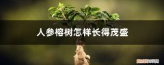 人参榕能长成树吗 人参榕树怎样长得茂盛，根变大？