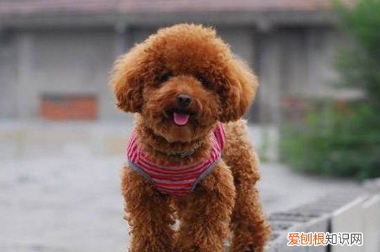 泰迪幼犬粮吃到几个月 泰迪幼犬粮吃到3～4个月