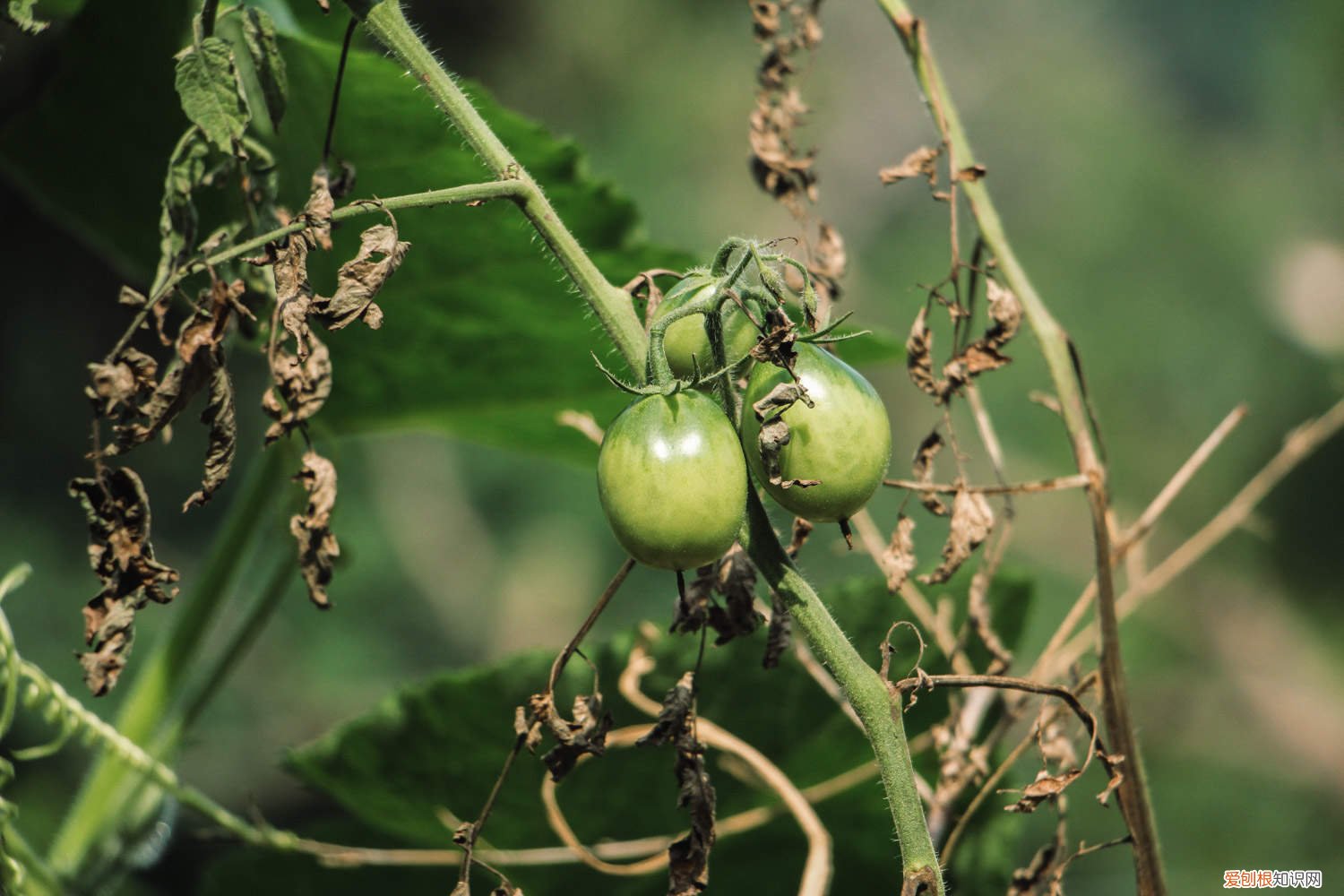 怎么种植番茄能长得更好 怎么种植番茄