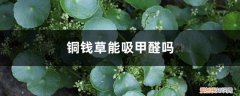 铜钱草吸甲醛吗能养在屋里吗 铜钱草能吸甲醛吗，放哪里招财