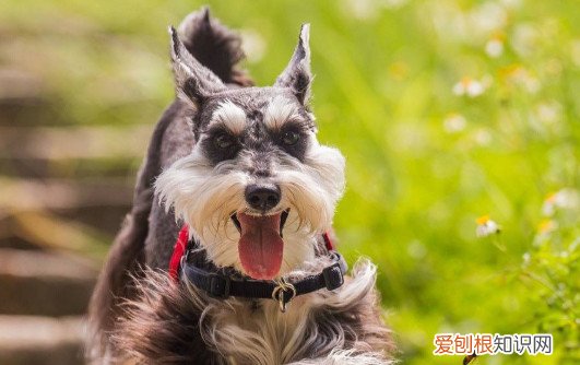 雪纳瑞鼻子干怎么办 雪纳瑞鼻子干的解决办法