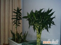 富贵竹放在家里什么位置对风水好 富贵竹的摆放风水需注意哪些？