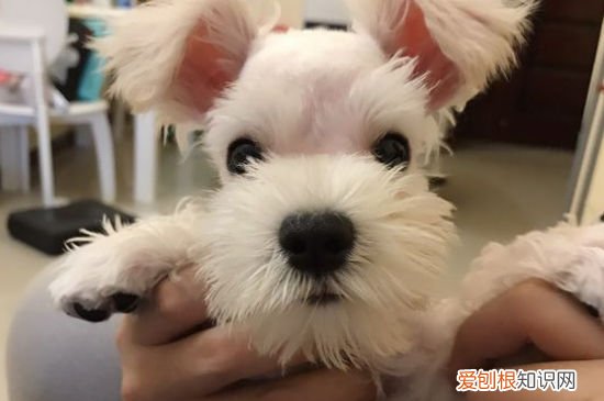 雪纳瑞吃什么毛色好 雪纳瑞美毛食谱