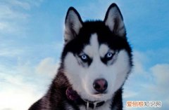 哈士奇几个月开始变脸 哈士奇3～4个月开始变脸