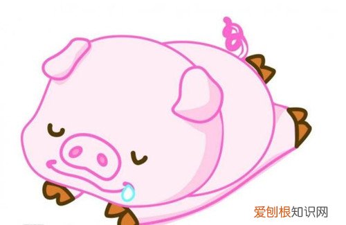 95年属什么的生肖 属猪男性和什么属相的女性配