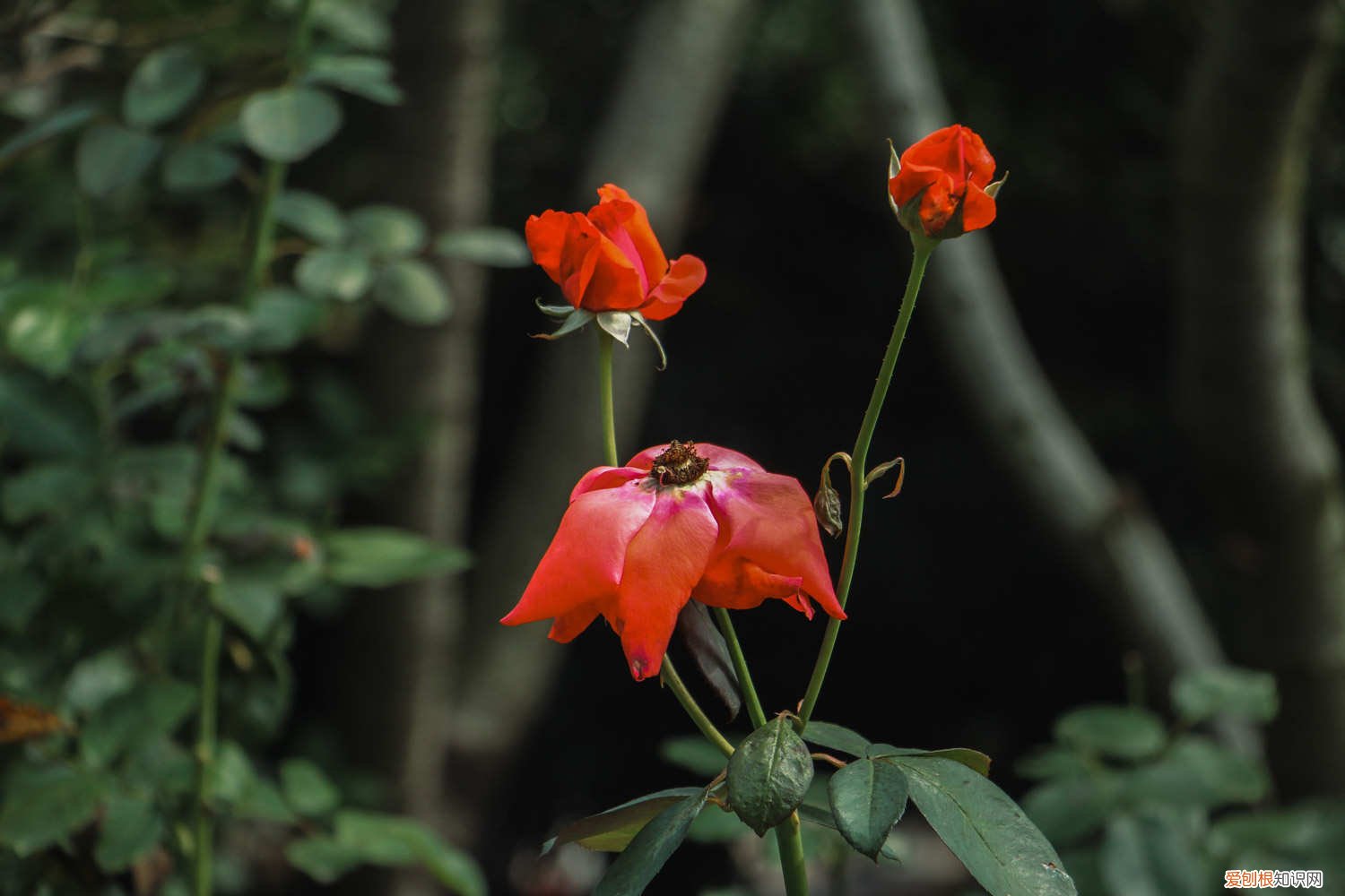 请问月季扦插什么时候适合 月季什么时候扦插最好，怎么扦插