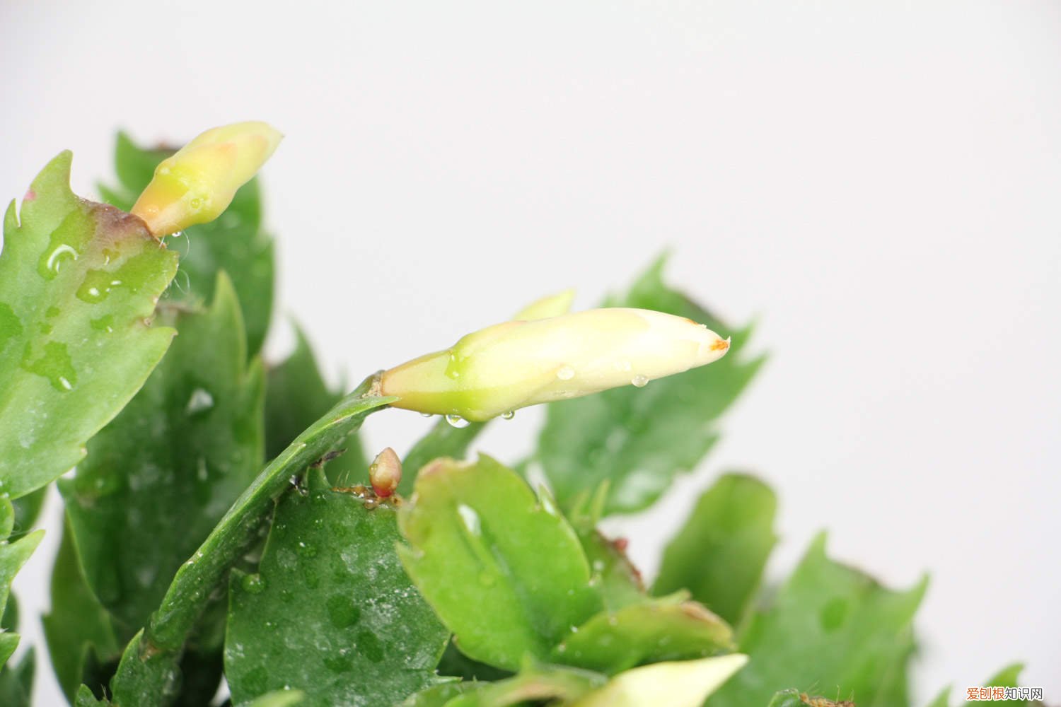 蟹爪兰怎么嫁接将军柱视频 蟹爪兰怎么嫁接