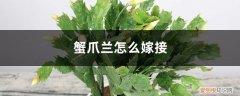 蟹爪兰怎么嫁接将军柱视频 蟹爪兰怎么嫁接