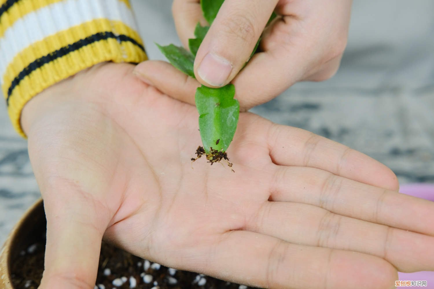 蟹爪兰怎么嫁接将军柱视频 蟹爪兰怎么嫁接
