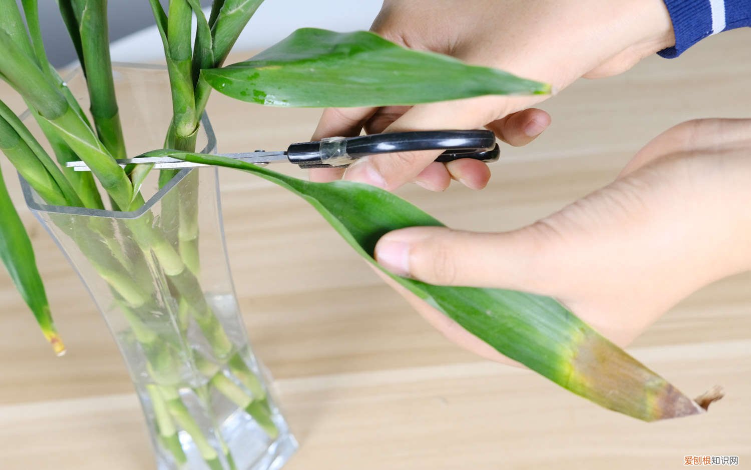 富贵竹要怎么剪 富贵竹怎么修剪，怎么进行繁殖