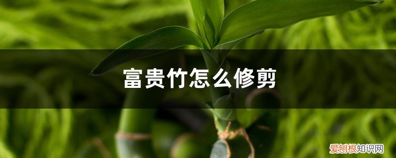 富贵竹要怎么剪 富贵竹怎么修剪，怎么进行繁殖