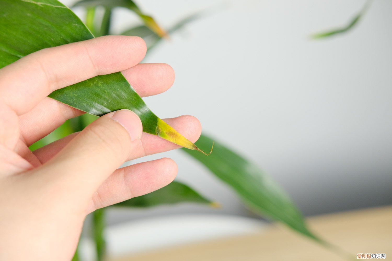 富贵竹要怎么剪 富贵竹怎么修剪，怎么进行繁殖