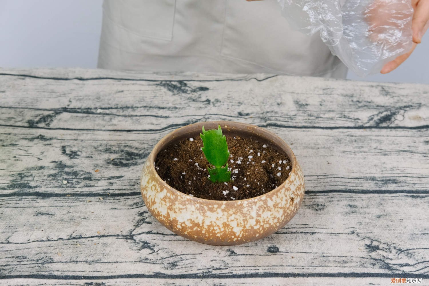 蟹爪兰怎么扦插能活 蟹爪兰怎么扦插