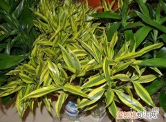 富贵竹叶子开始发黄怎么办 富贵竹叶子发黄应该怎么办？