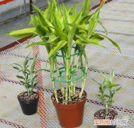 富贵竹的养殖方法和注意事项有哪些视频 富贵竹的养殖方法和注意事项有哪些？