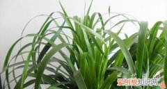 龙血树的饲养方法 龙血树的养殖方法及其注意事项