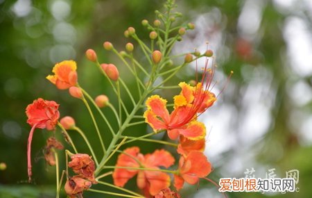 龙血树叶子发黄的原因和防治办法 龙血树叶子发黄的原因及其解决办法