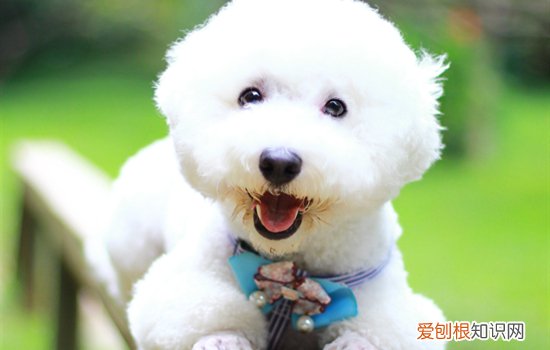 小狗腿上长癣 狗狗腿上长了癣怎么办