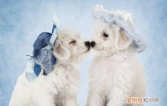 比熊吃米饭的后果视频 比熊吃米饭的后果