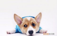 3个月的柯基4斤正常吗图片 3个月的柯基4斤正常吗