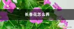 长春花怎么养老桩 长春花怎么养