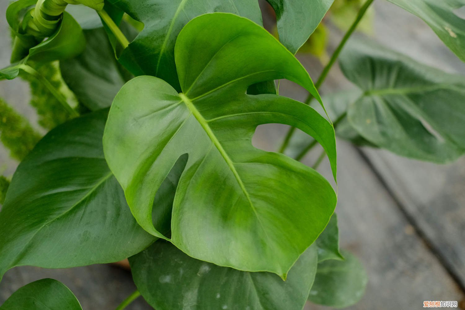 龟背竹怎样用气根繁殖 龟背竹的养护方法，运用气生根怎么繁殖