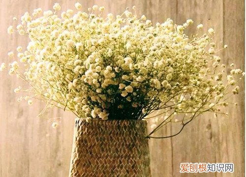 满天星的花语和寓意 满天星适合送什么人