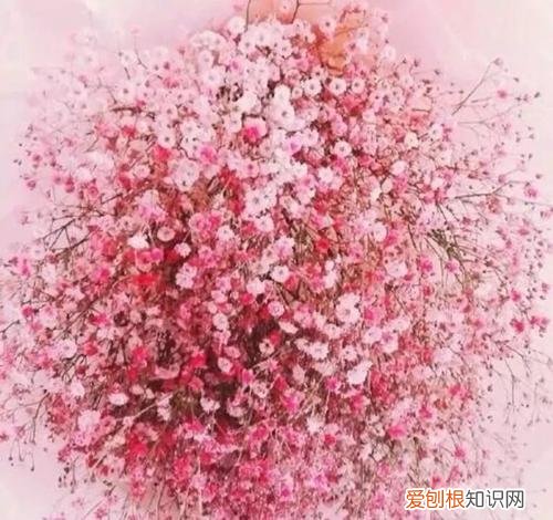 满天星的花语和寓意 满天星适合送什么人