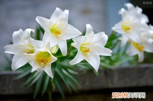 情侣送花送什么花 适合推荐的七种鲜花