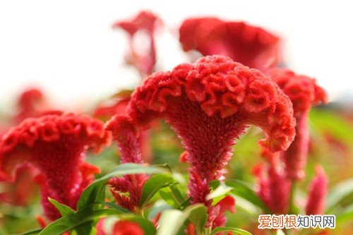 情侣送花送什么花 适合推荐的七种鲜花