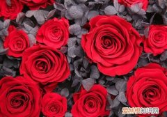33朵玫瑰花语的含义 33朵玫瑰多少钱