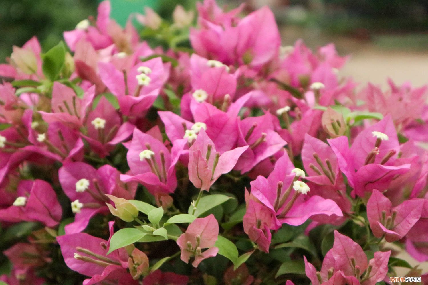 三角梅叶子发黄脱落 三角梅叶子蔫、发黄、掉落的原因和解决办法