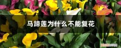 马蹄莲是不完全花吗 彩色马蹄莲为什么不能复花，有复花方法吗