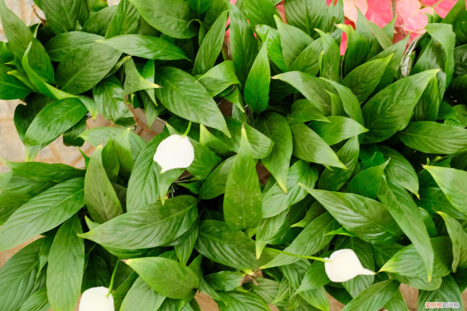 土培的白掌可以水培吗 白掌可以水养吗，水培好还是土培好