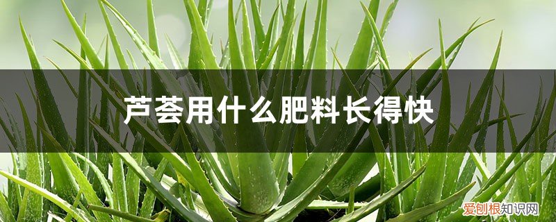 芦荟放什么肥料又肥又壮 芦荟用什么肥料长得快，怎样养大养胖？