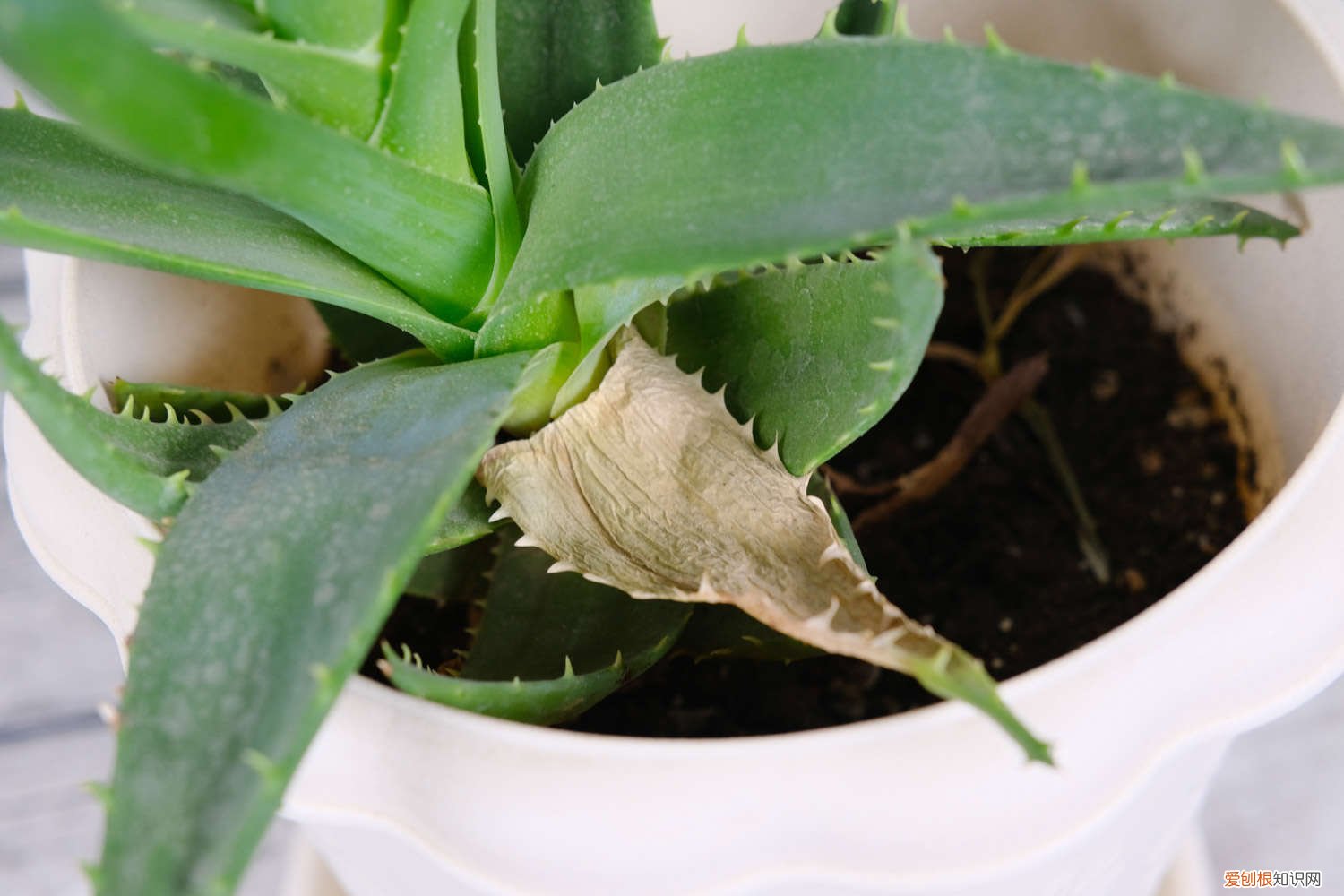 芦荟放什么肥料又肥又壮 芦荟用什么肥料长得快，怎样养大养胖？