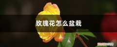 玫瑰花如何盆栽 适合什么盆，养护方法 玫瑰花怎么盆栽