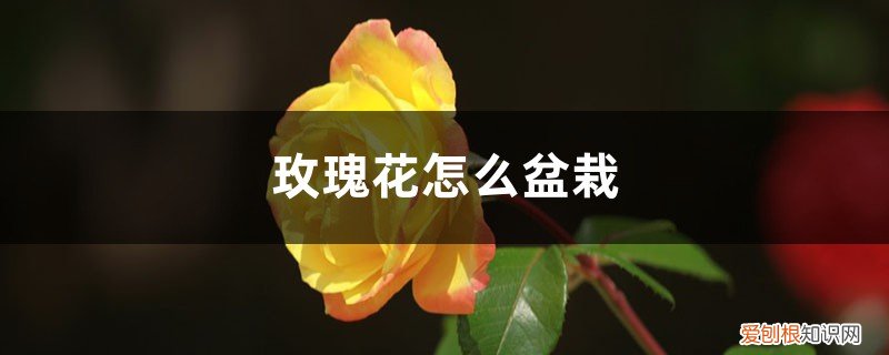 玫瑰花如何盆栽 适合什么盆，养护方法 玫瑰花怎么盆栽