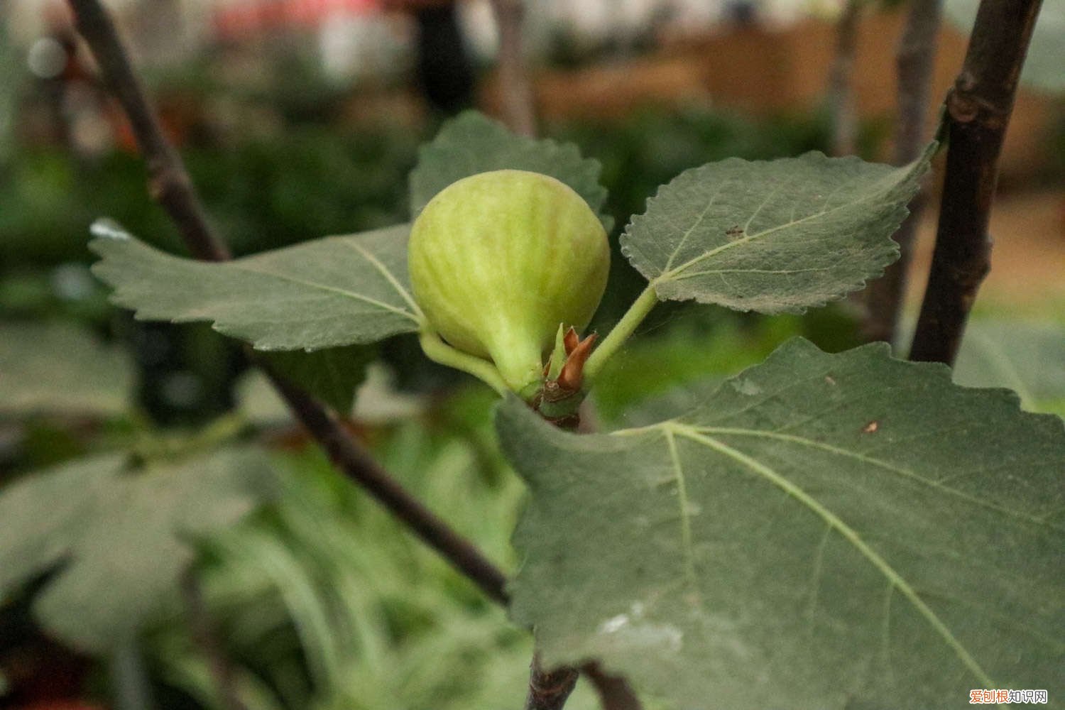 无花果根部发芽什么时候移栽好 无花果水培多久生根