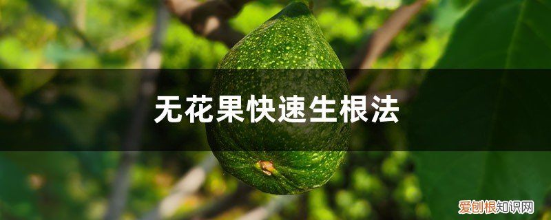 无花果树生根的方法 无花果快速生根法:水培诱导生根快!