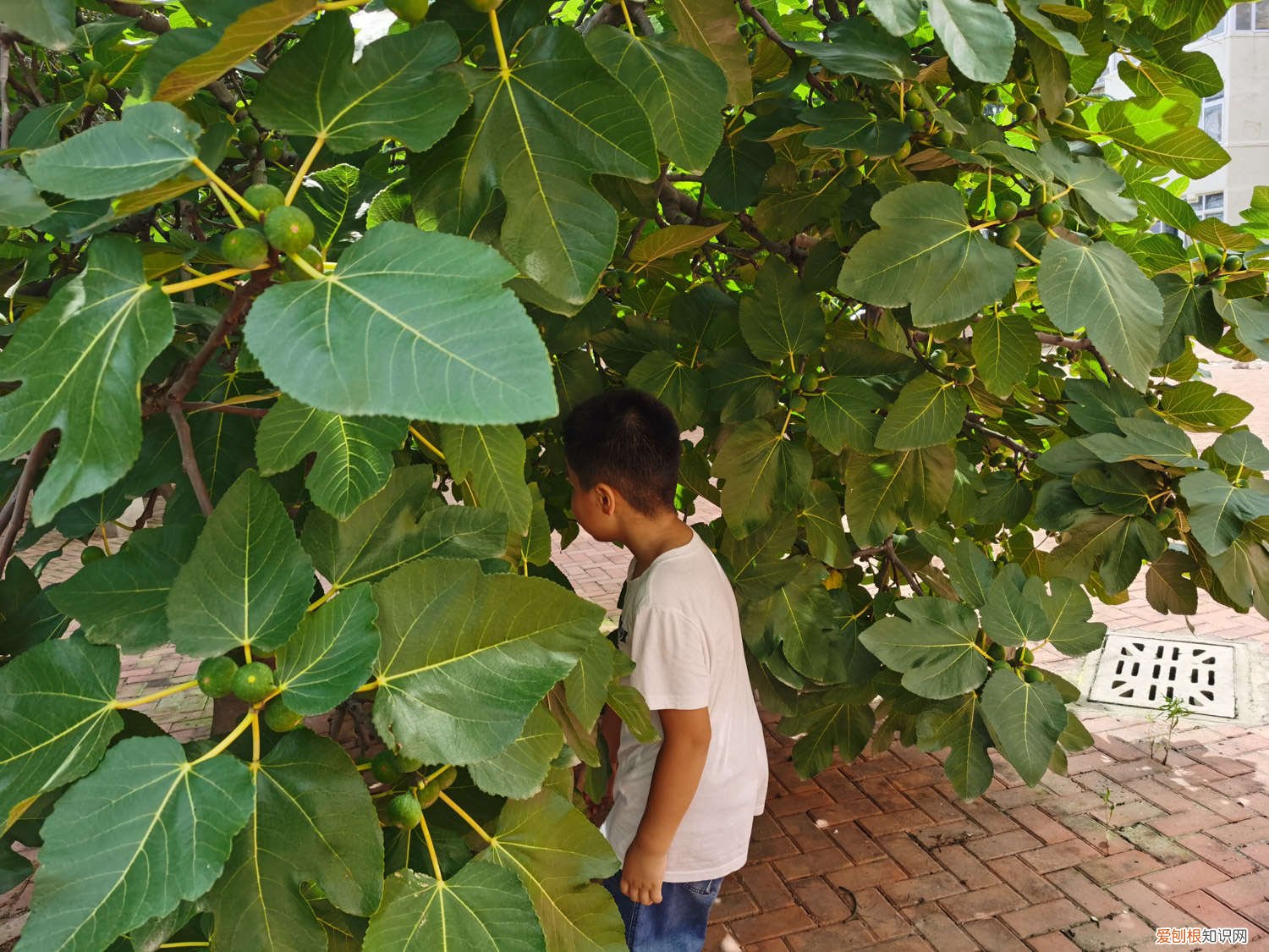 无花果树生根的方法 无花果快速生根法:水培诱导生根快!