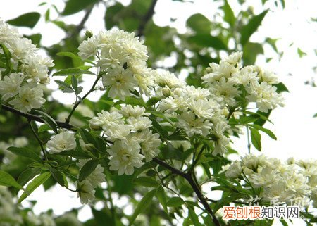 怎样养七里香 七里香的养殖方法