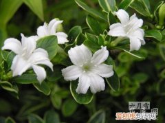 盆景六月雪的养殖方法和注意事项 六月雪的养殖方法和注意事项