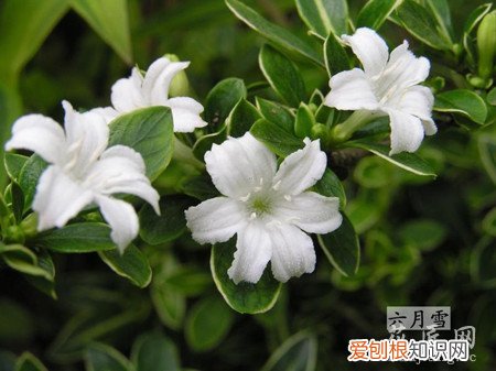 盆景六月雪的养殖方法和注意事项 六月雪的养殖方法和注意事项