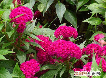 鸡冠花的播种方法有哪些图片 鸡冠花的播种方法有哪些？