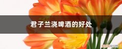 啤酒能做君子兰肥料么 君子兰浇啤酒的好处，用什么肥料最好