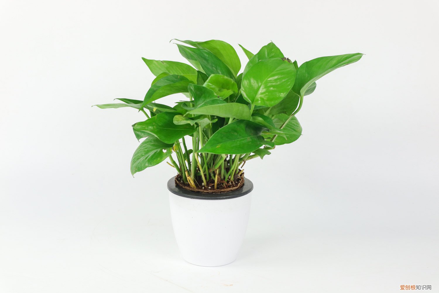 绿萝可以用淘米水养吗,怎么浇正确视频 绿萝可以用淘米水养吗，怎么浇正确？