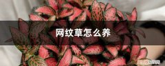 红网纹草怎么养开花 网纹草怎么养可以爆盆