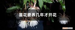 昙花养几年可以开花 怎么养，怎么修剪 昙花要养几年才开花