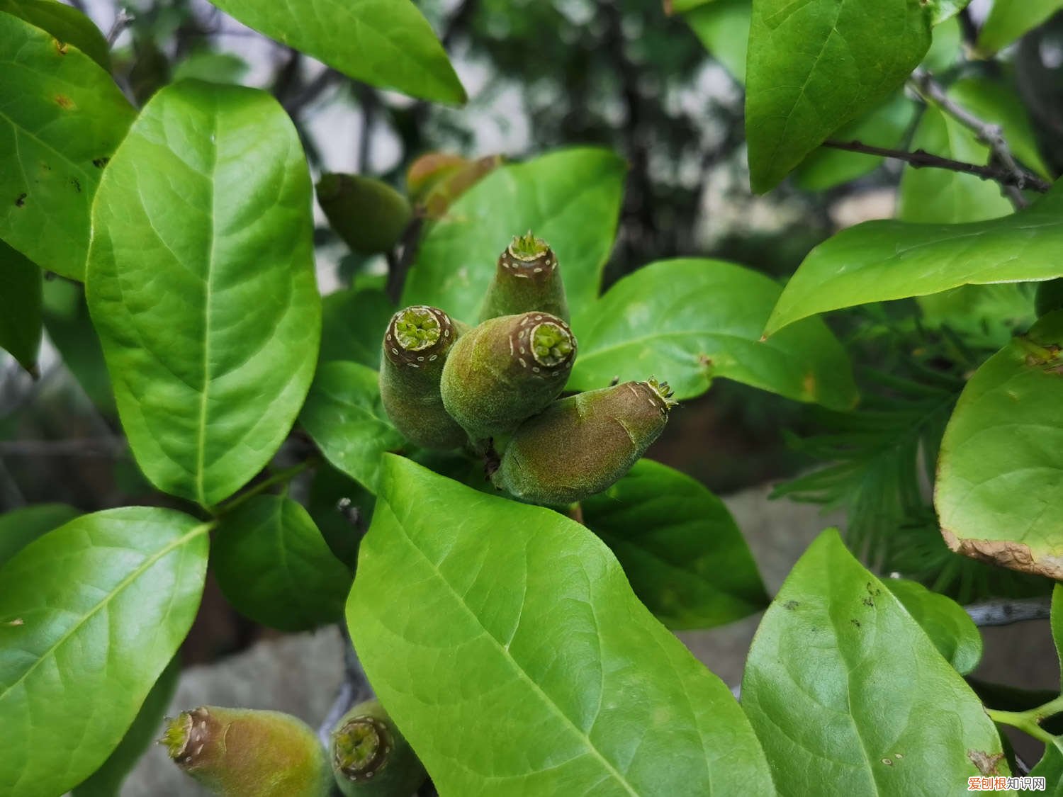 腊梅花种子几月的种植方法 方法及时间 腊梅种子种植方法，种子种的能开花吗